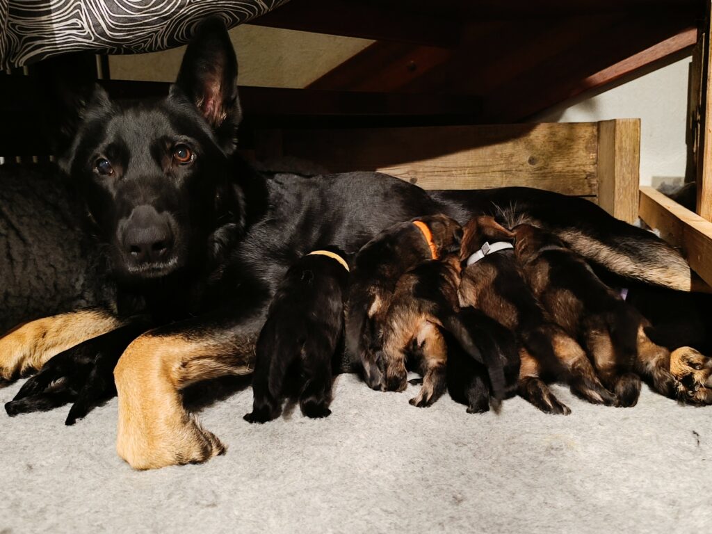 Daisy med valper 17.01.24