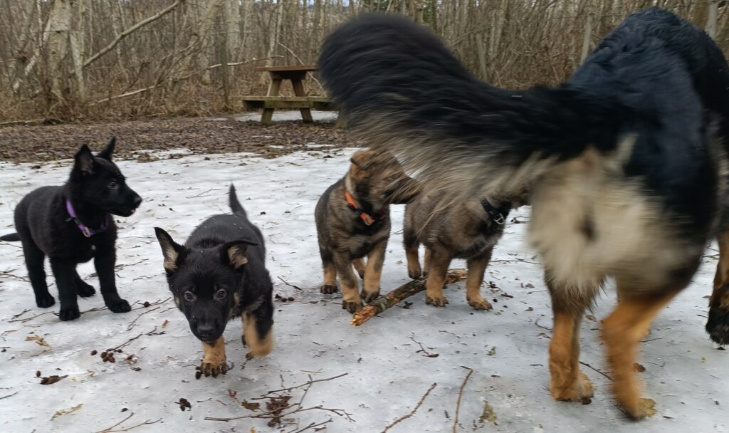 C-kullet Kennel Hundhamaren