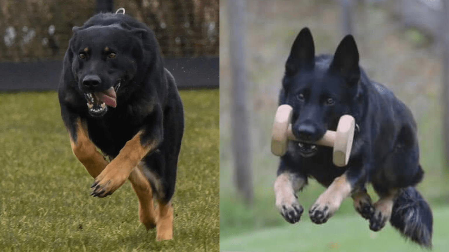 Kullplanlegging Ubere Matris Daisy og Dark Von Pentavita