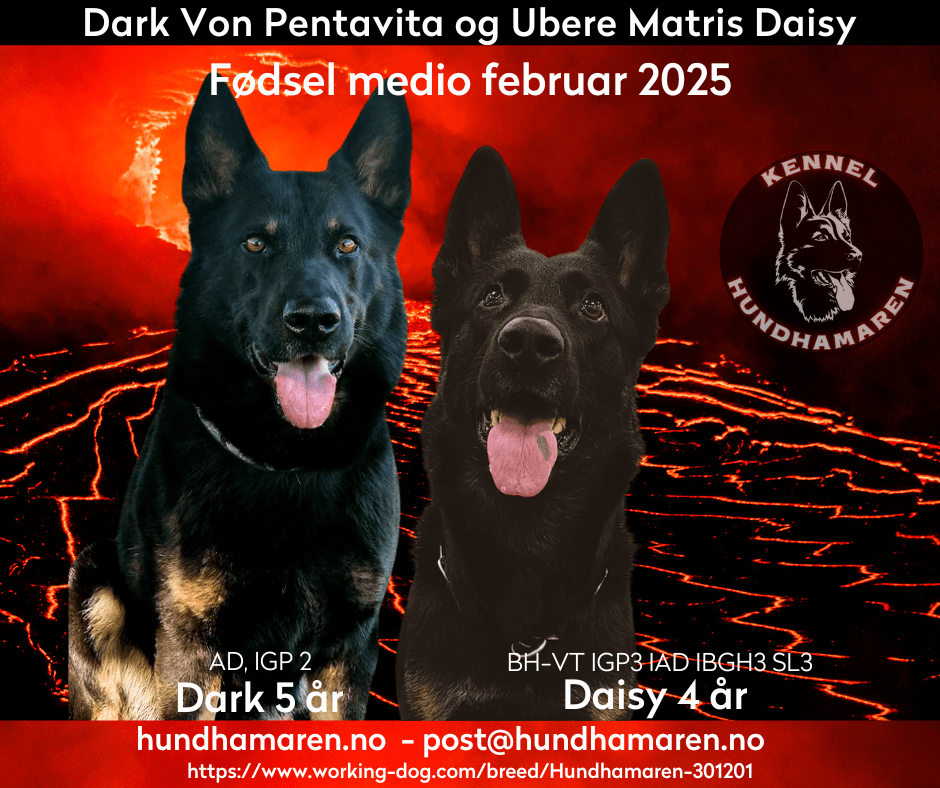 Dark von Pentavita VS Ubere Matris Daisy