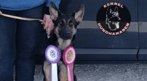 Fôrvertavtale-alt om å være fôrvert for hund