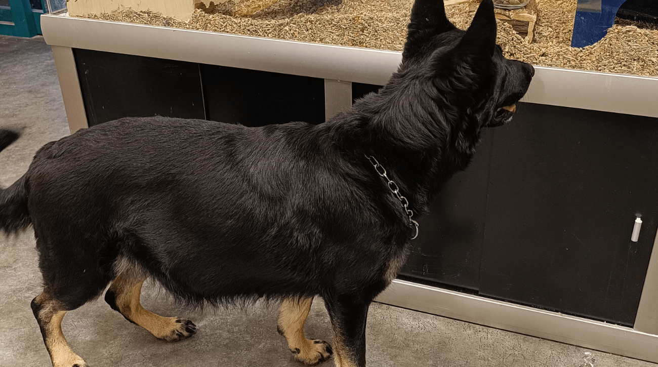 Vektoppgang drektig tispe, Ubere Matris Daisy