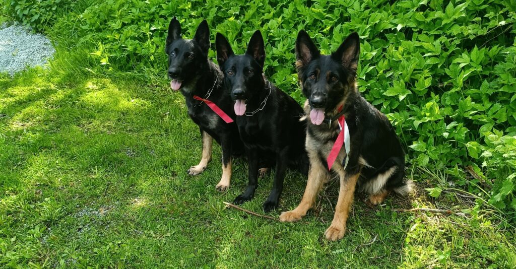 Alpha til høyre, 17. mai 2025