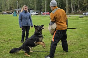 Hva er Tysk Avlskåring for Schæferhund?