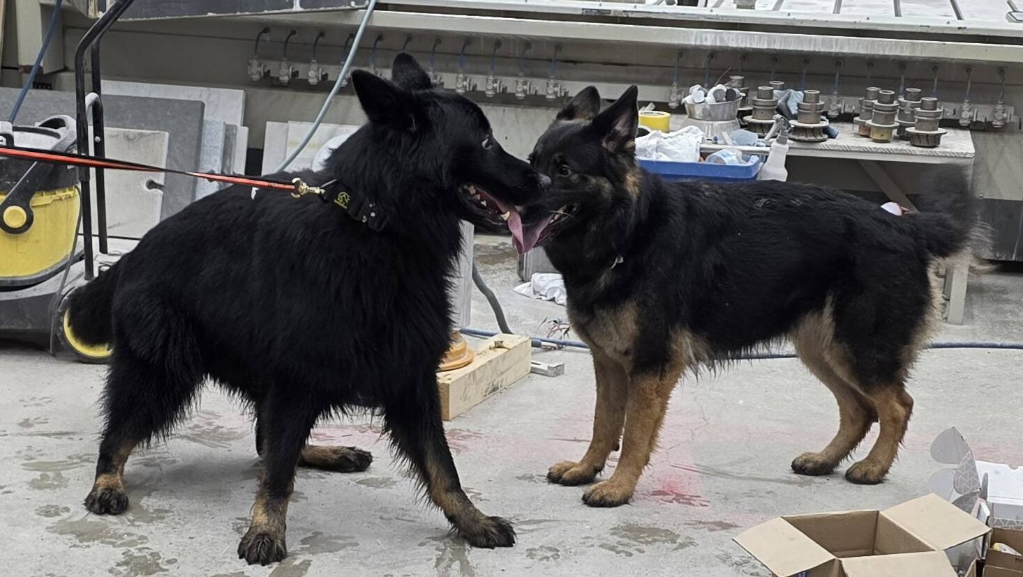 Alpha av Hundhamaren