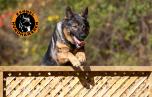 Oppvarming hund slik forebygger du skader