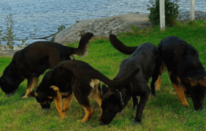 Hva kan hunder egentlig lære – og hvor lenge husker de?