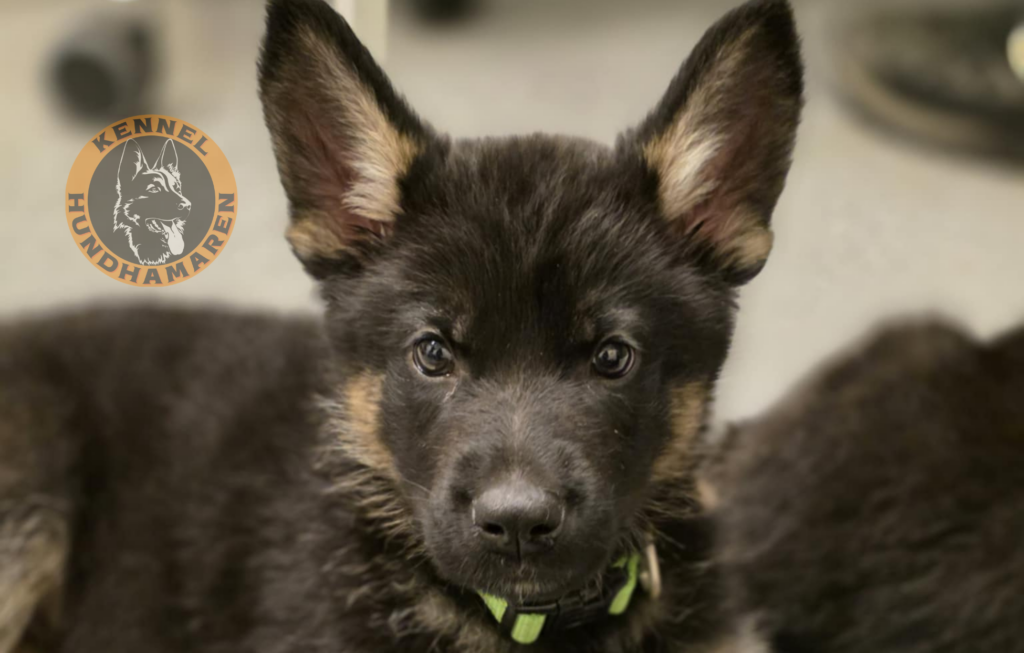 Den første tiden med ny valp, Kennel Hundhamaren