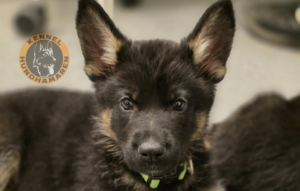 Den første tiden med ny valp, Kennel Hundhamaren