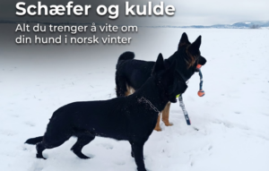 Schæfer og kulde Alt du trenger å vite om din hund i norsk vinter