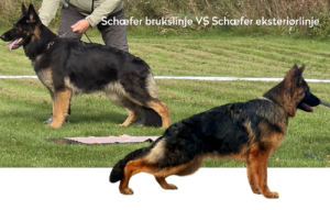 Schäfer eksteriørlinje vs. brukslinje – hvorfor er ikke samme rase det samme?