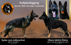 Spike vom Adlerschrei × Ubere Matris Daisy