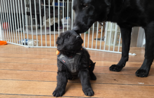 Valpetesting hva er det, hva brukes det til, og er det verdt noe?