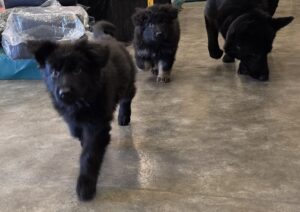 Treningsplan for bruks-schæfervalp fra 7 til 20 uker