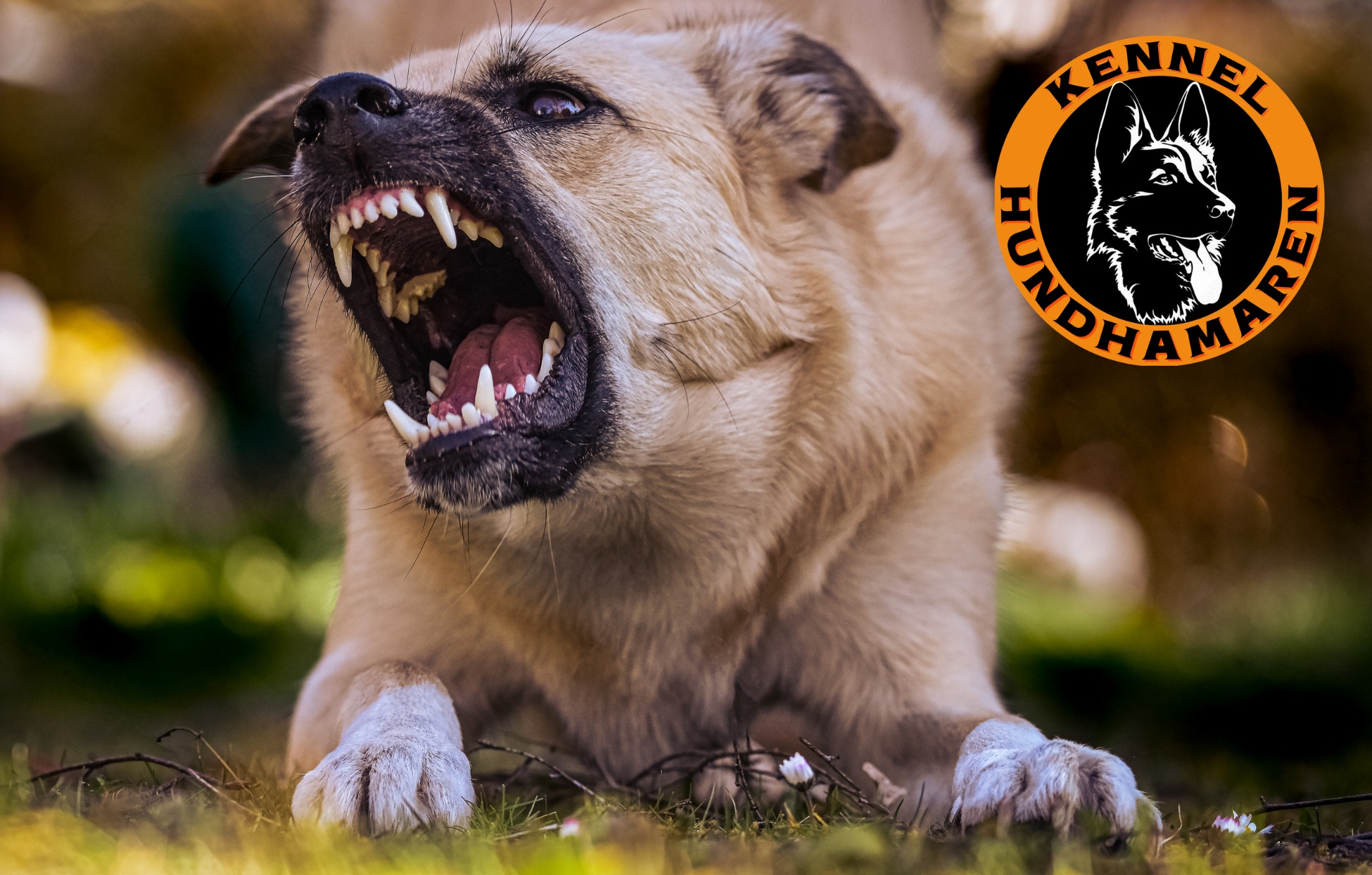 Årsaker til aggressivitet hos hund