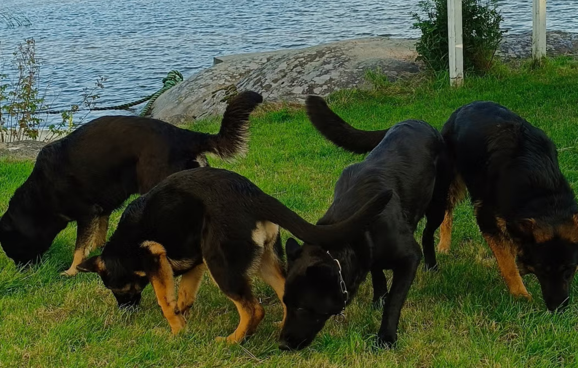 Nyhetsbrev Kennel Hundhamaren